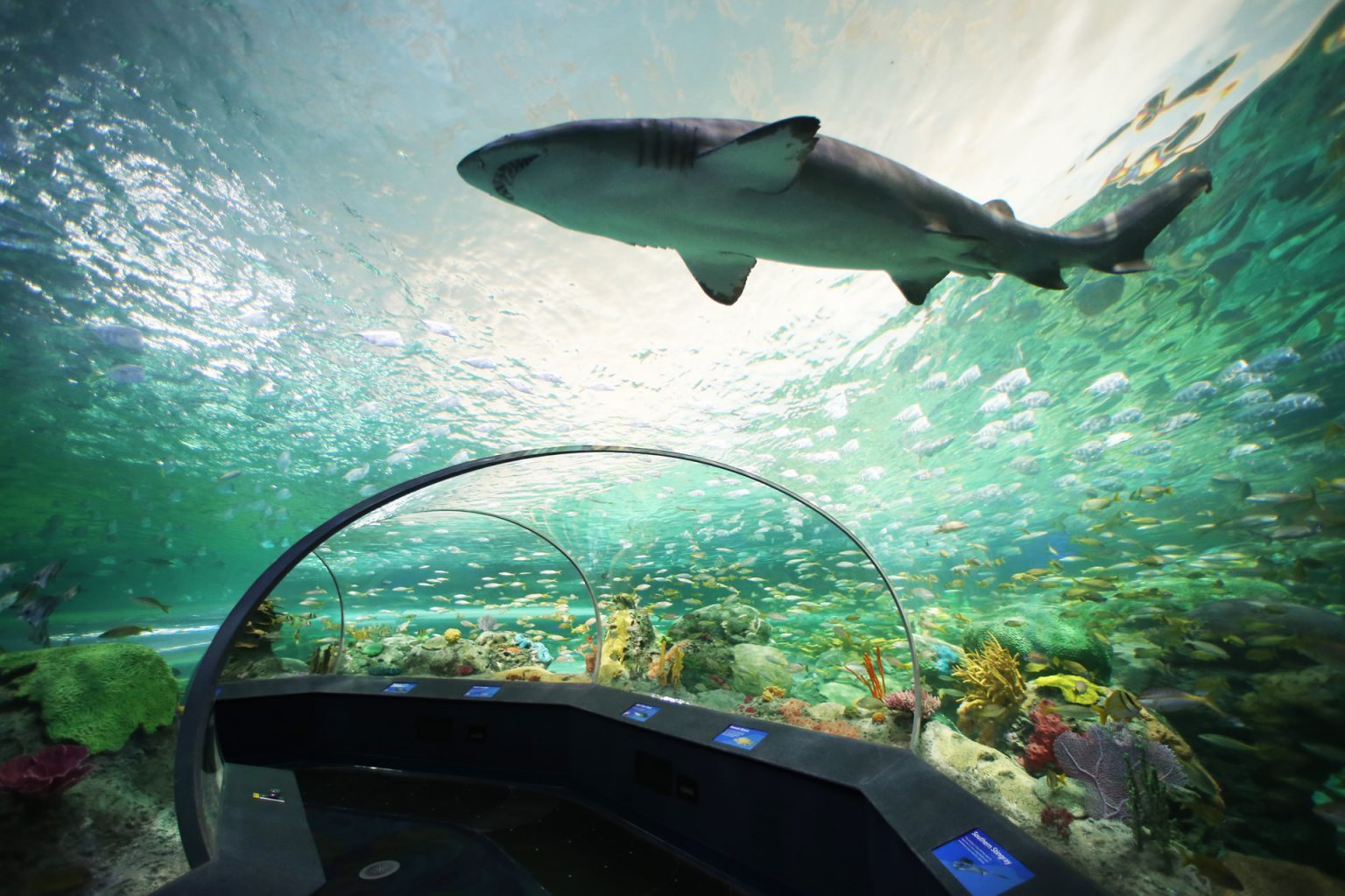 Shark in an aquarium.